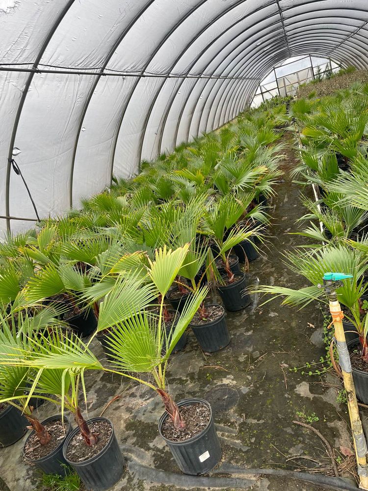 washingtonia-filifera-x-robusta-washington-filibusta-mexican-desert-fan-palm-hybrid