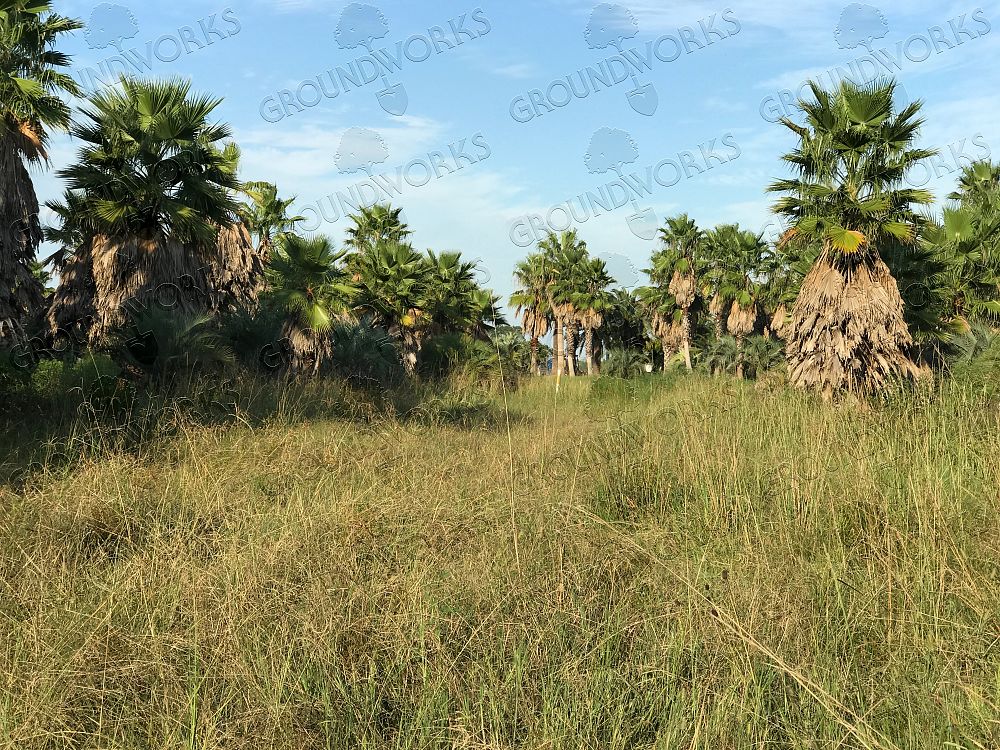 washingtonia-filifera-x-robusta-washington-filibusta-mexican-desert-fan-palm-hybrid