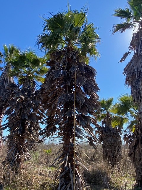washingtonia-filifera-x-robusta-washington-filibusta-mexican-desert-fan-palm-hybrid