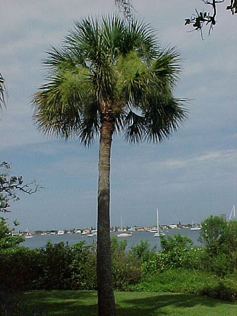 washingtonia-filifera-x-robusta-washington-filibusta-mexican-desert-fan-palm-hybrid