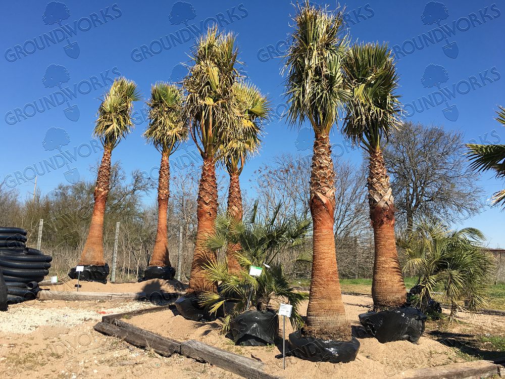 washingtonia-filifera-x-robusta-washington-filibusta-mexican-desert-fan-palm-hybrid