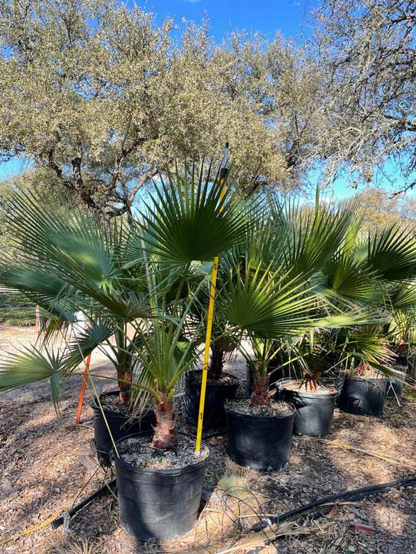 washingtonia-filifera-x-robusta-washington-filibusta-mexican-desert-fan-palm-hybrid
