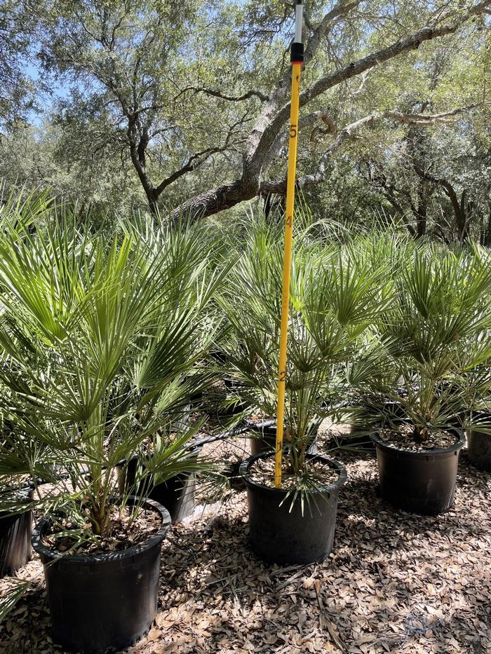 washingtonia-filifera-x-robusta-washington-filibusta-mexican-desert-fan-palm-hybrid