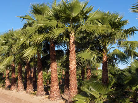 washingtonia-hybrid-washington-palm-mexican-fan-palm