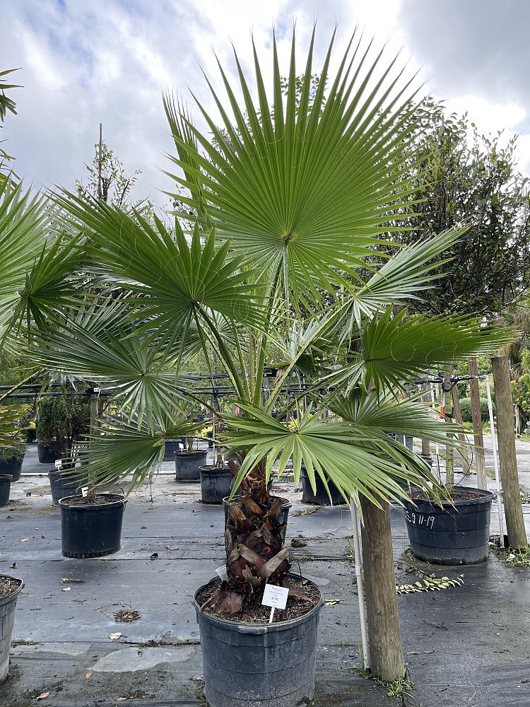 washingtonia-hybrid-washington-palm-mexican-fan-palm