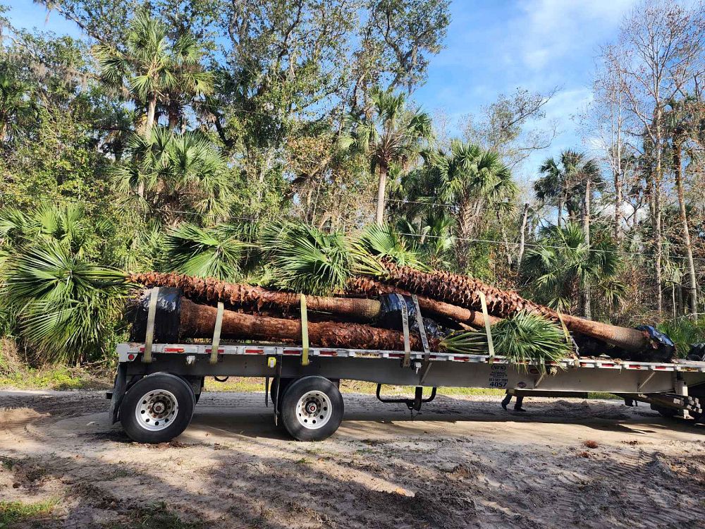 washingtonia-hybrid-washington-palm-mexican-fan-palm