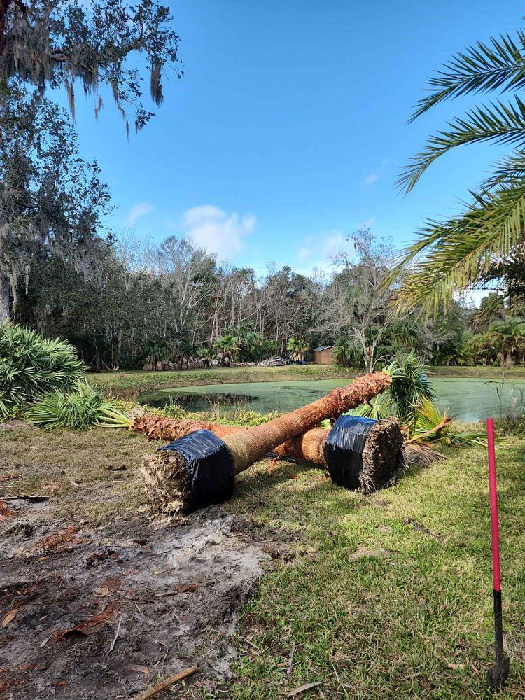 washingtonia-hybrid-washington-palm-mexican-fan-palm
