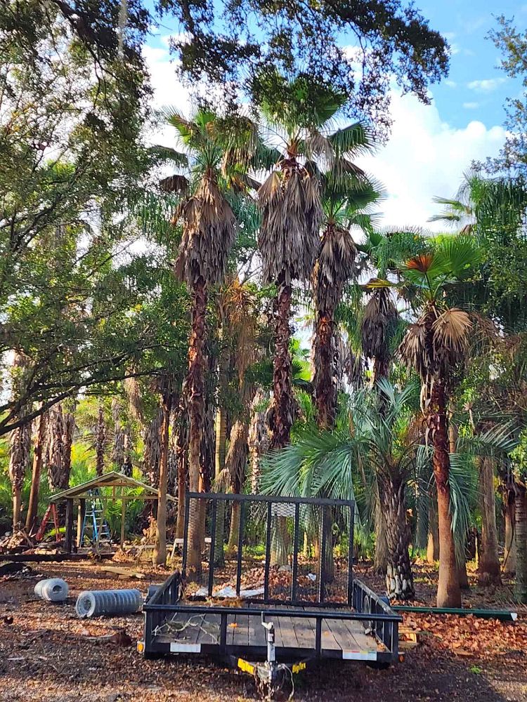 washingtonia-hybrid-washington-palm-mexican-fan-palm