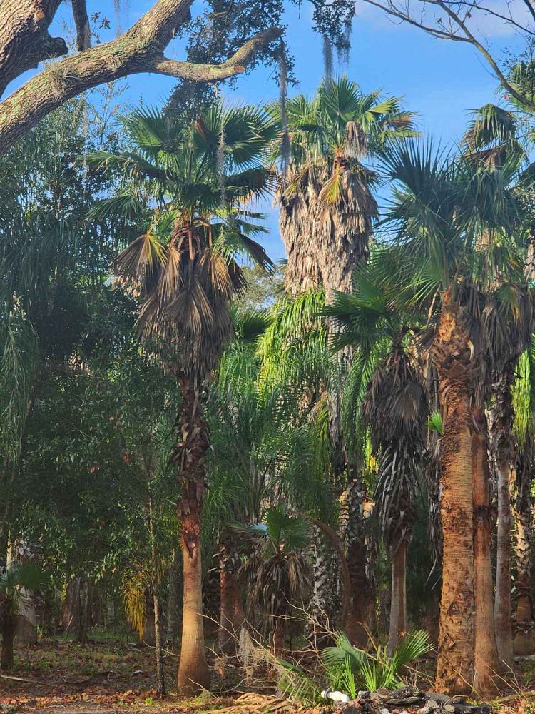 washingtonia-hybrid-washington-palm-mexican-fan-palm