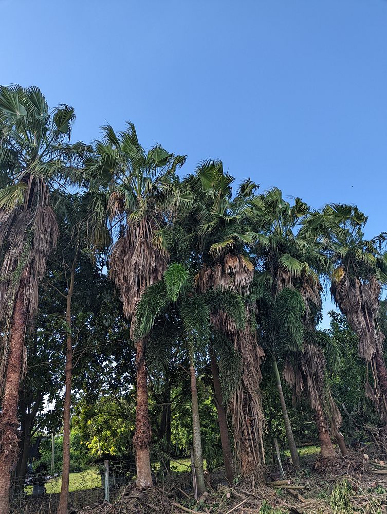 washingtonia-hybrid-washington-palm-mexican-fan-palm