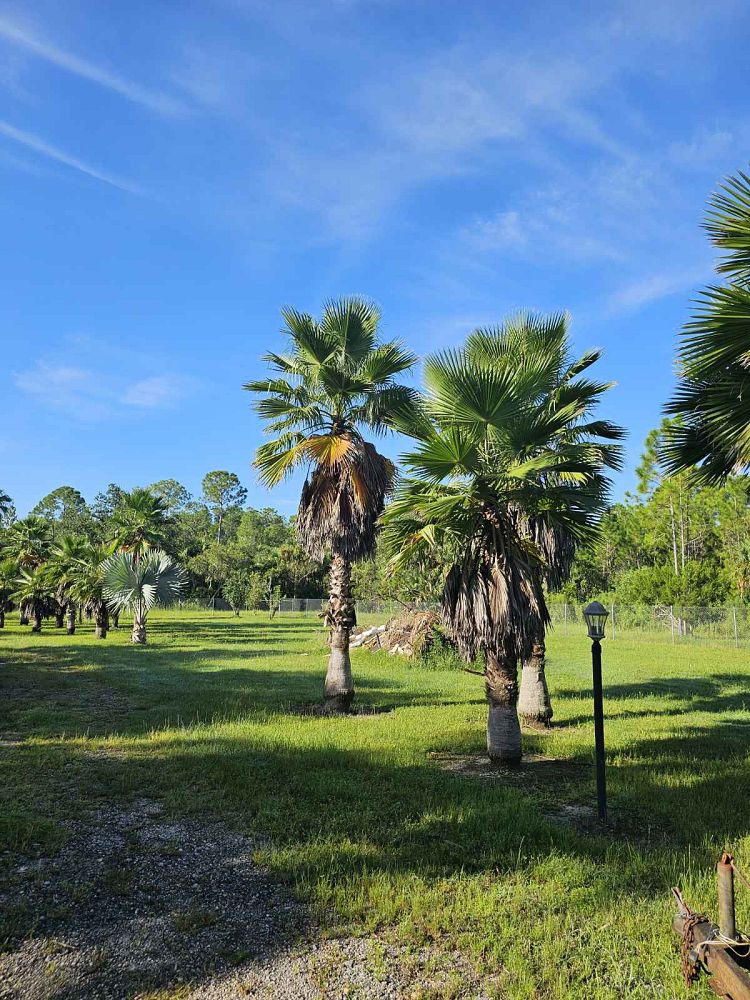 washingtonia-hybrid-washington-palm-mexican-fan-palm