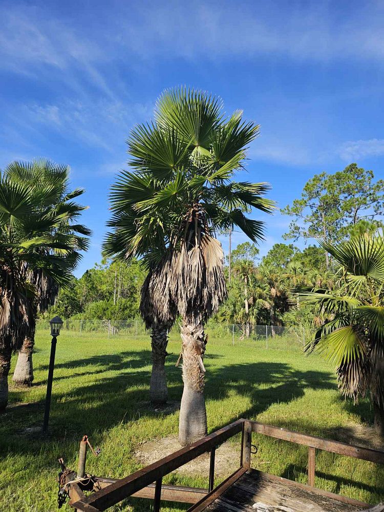 washingtonia-hybrid-washington-palm-mexican-fan-palm