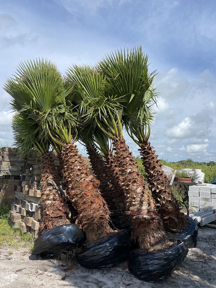 washingtonia-hybrid-washington-palm-mexican-fan-palm
