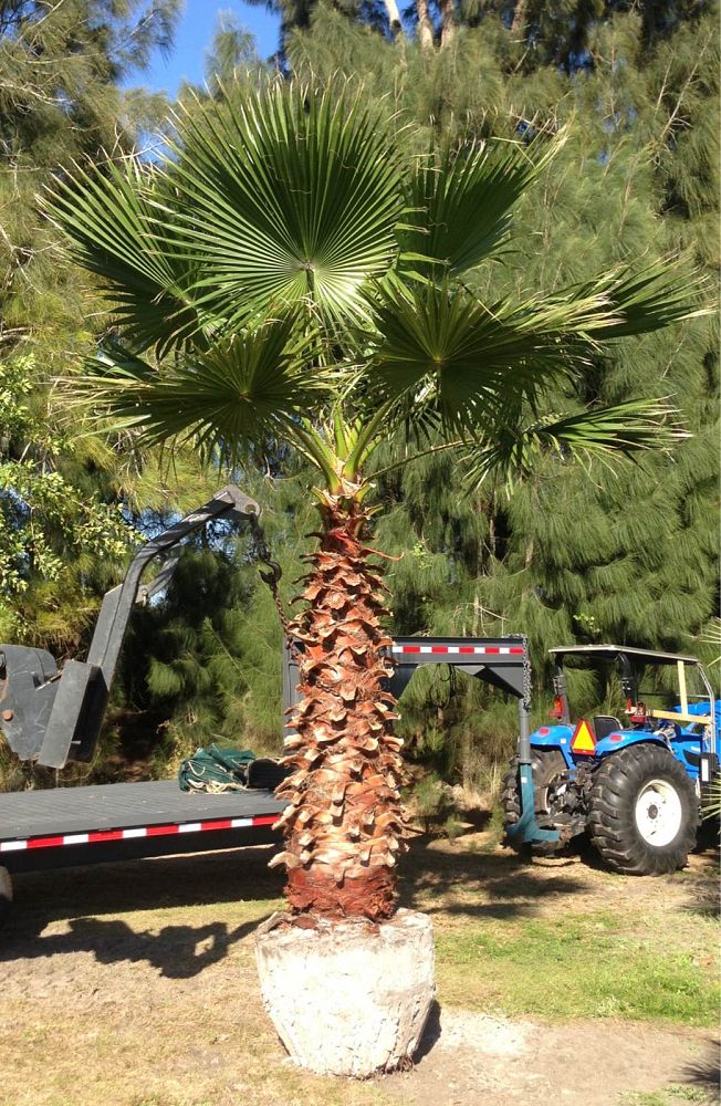washingtonia-robusta-washington-palm-mexican-fan-palm