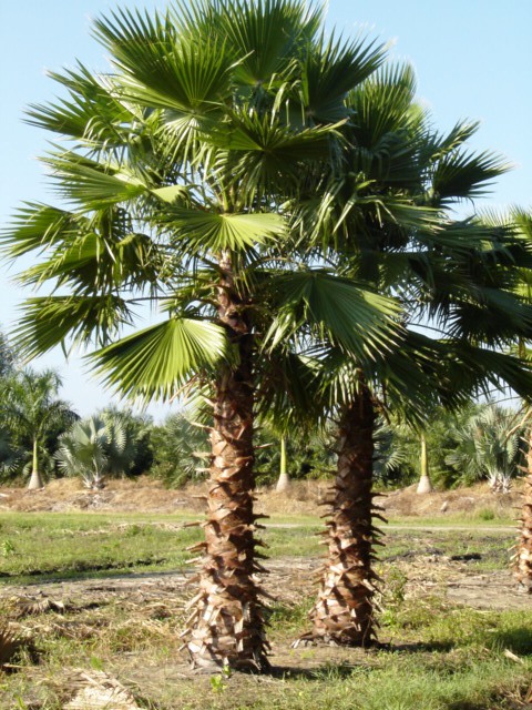 washingtonia-robusta-washington-palm-mexican-fan-palm