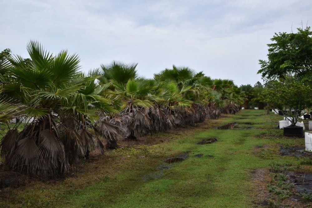 washingtonia-robusta-washington-palm-mexican-fan-palm