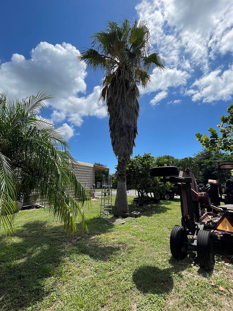 washingtonia-robusta-washington-palm-mexican-fan-palm