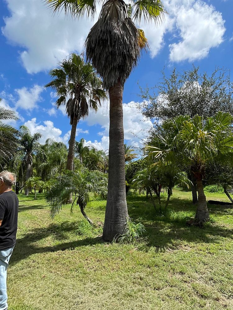 washingtonia-robusta-washington-palm-mexican-fan-palm