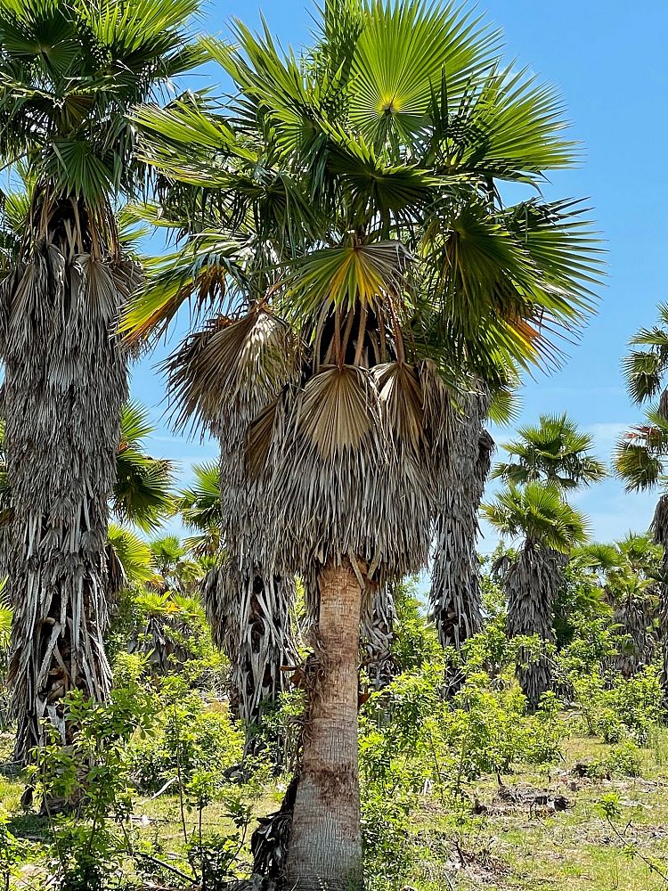 washingtonia-robusta-washington-palm-mexican-fan-palm
