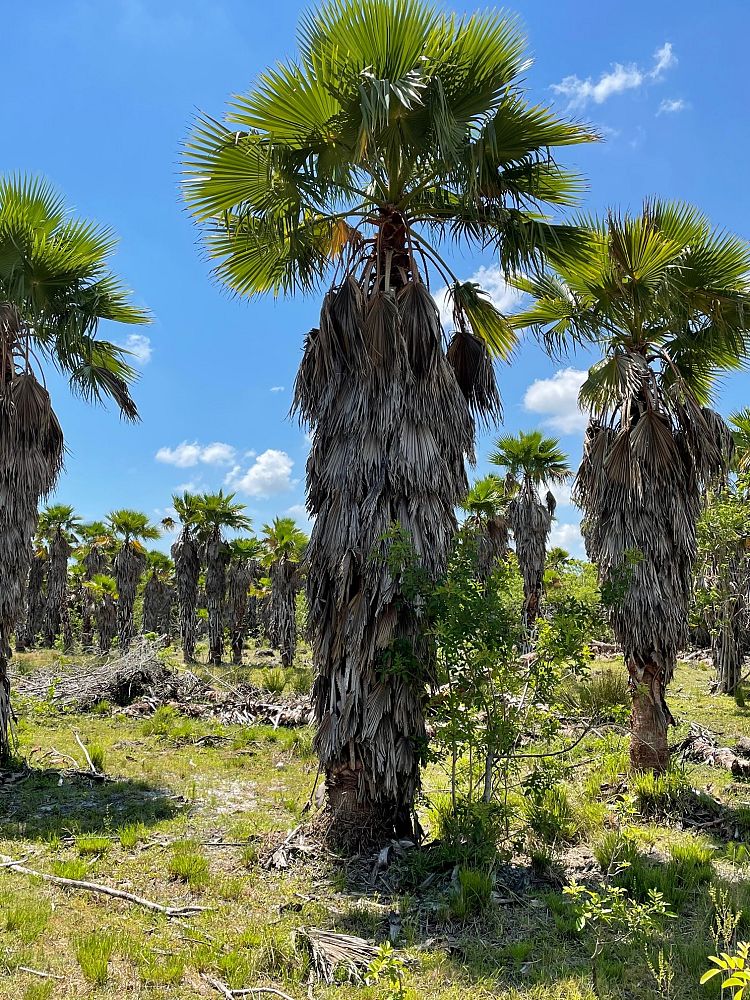washingtonia-robusta-washington-palm-mexican-fan-palm