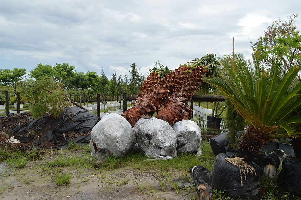 washingtonia-robusta-washington-palm-mexican-fan-palm