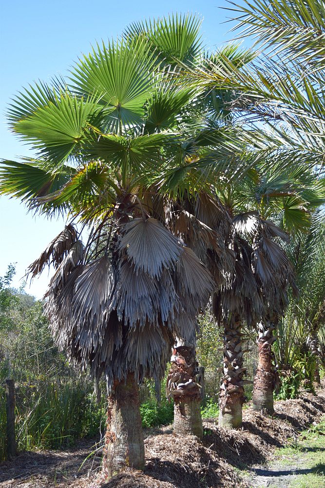 washingtonia-robusta-washington-palm-mexican-fan-palm