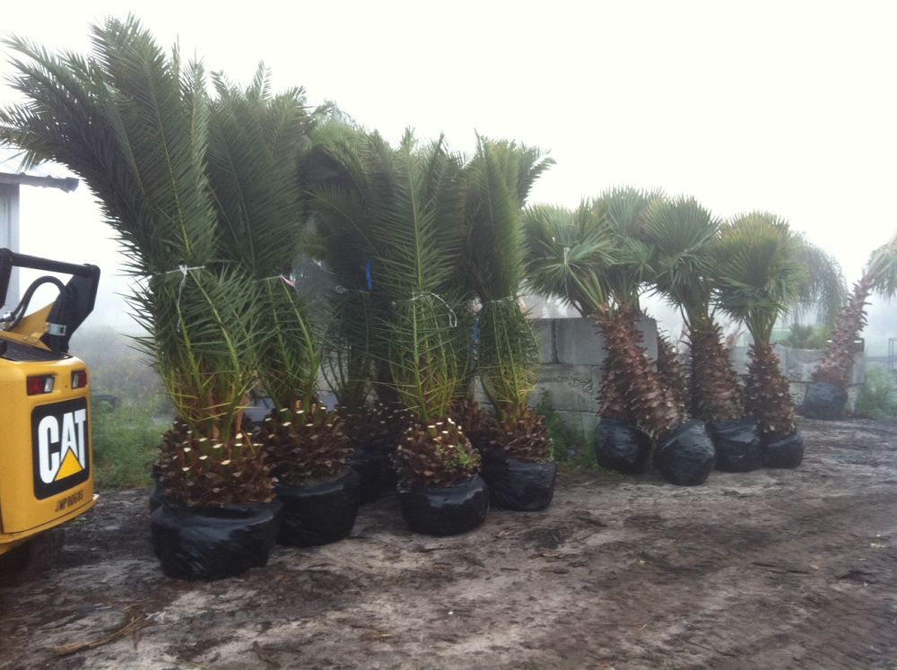 washingtonia-robusta-washington-palm-mexican-fan-palm