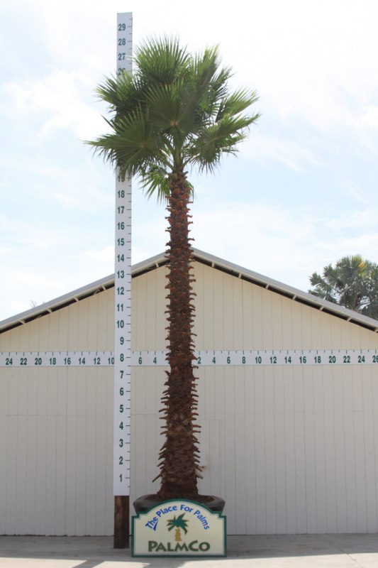 washingtonia-robusta-washington-palm-mexican-fan-palm