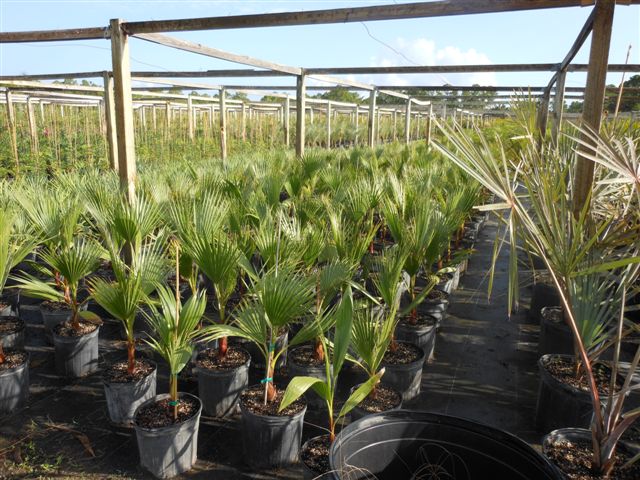 washingtonia-robusta-washington-palm-mexican-fan-palm