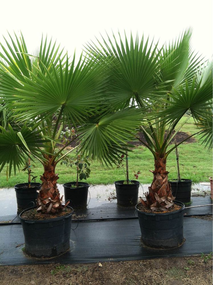 washingtonia-robusta-washington-palm-mexican-fan-palm