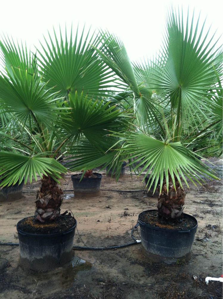 washingtonia-robusta-washington-palm-mexican-fan-palm