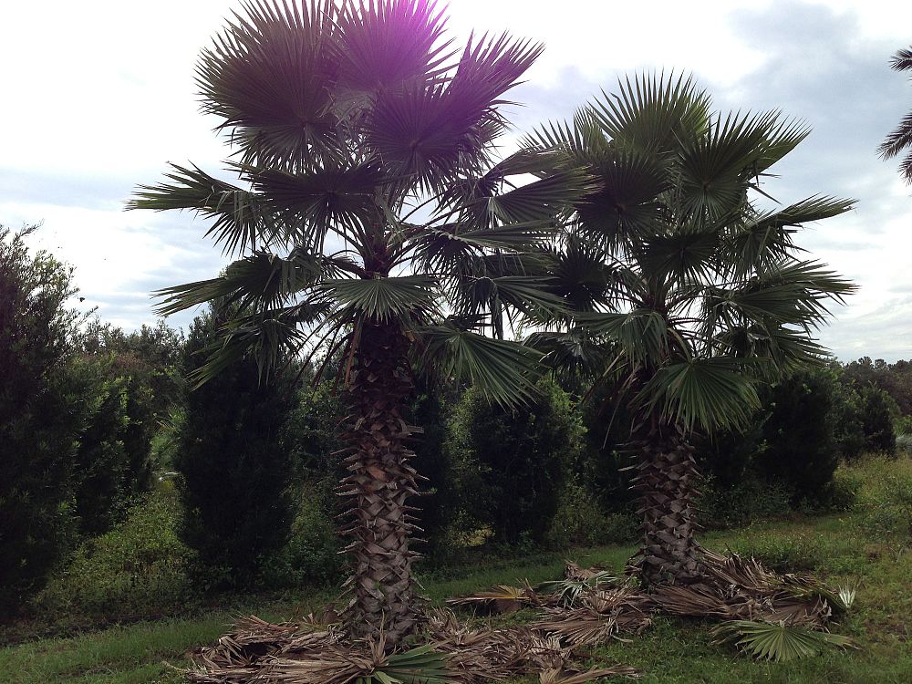washingtonia-robusta-washington-palm-mexican-fan-palm