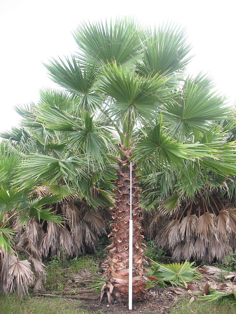 washingtonia-robusta-washington-palm-mexican-fan-palm