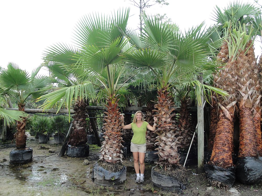 washingtonia-robusta-washington-palm-mexican-fan-palm