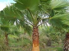 washingtonia-robusta-washington-palm-mexican-fan-palm