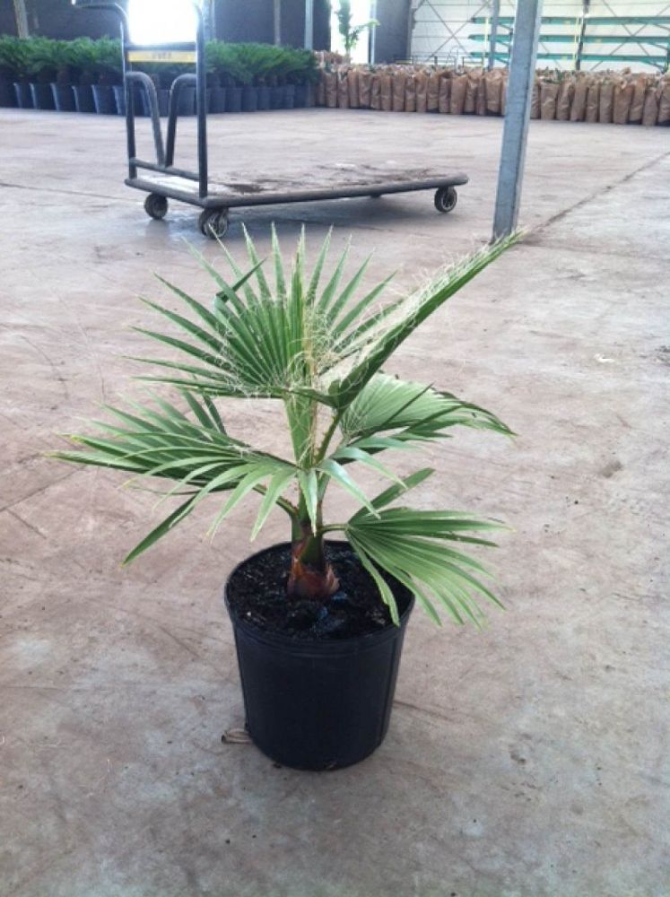 washingtonia-robusta-washington-palm-mexican-fan-palm
