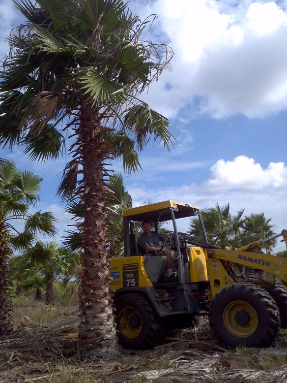washingtonia-robusta-washington-palm-mexican-fan-palm