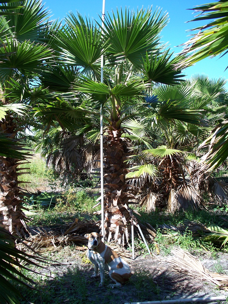 washingtonia-robusta-washington-palm-mexican-fan-palm