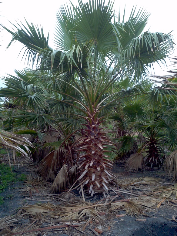 washingtonia-robusta-washington-palm-mexican-fan-palm