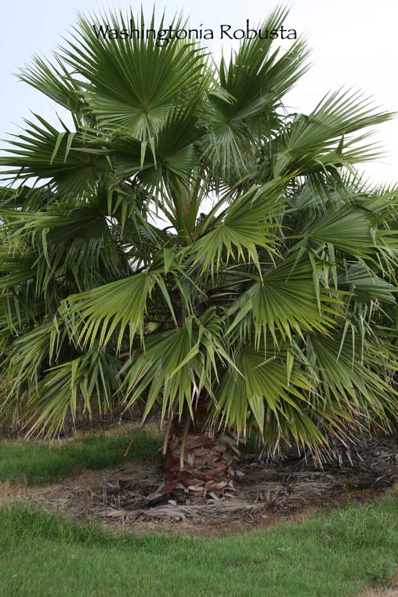 washingtonia-robusta-washington-palm-mexican-fan-palm