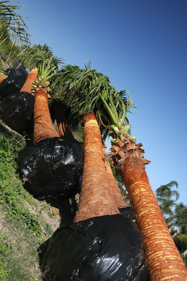 washingtonia-robusta-washington-palm-mexican-fan-palm