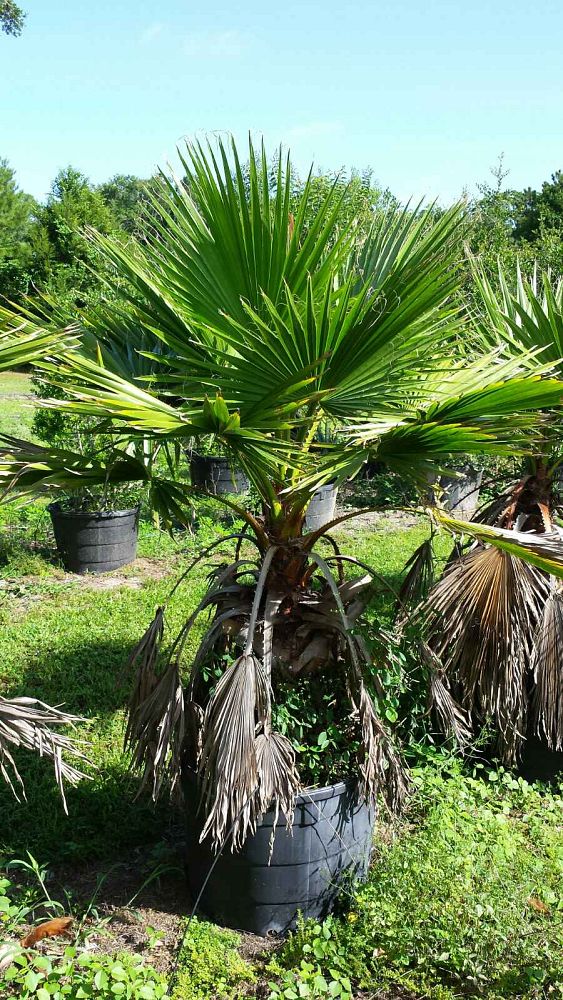 washingtonia-robusta-washington-palm-mexican-fan-palm