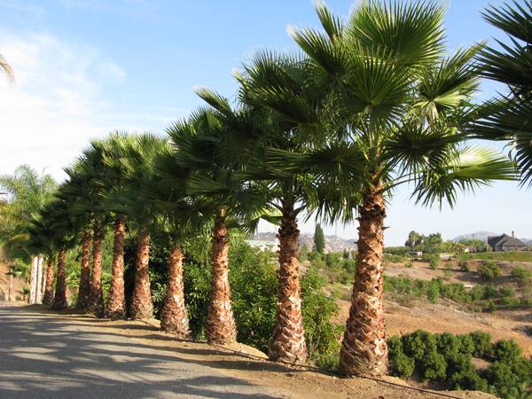 washingtonia-robusta-washington-palm-mexican-fan-palm