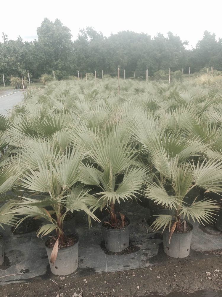 washingtonia-robusta-washington-palm-mexican-fan-palm