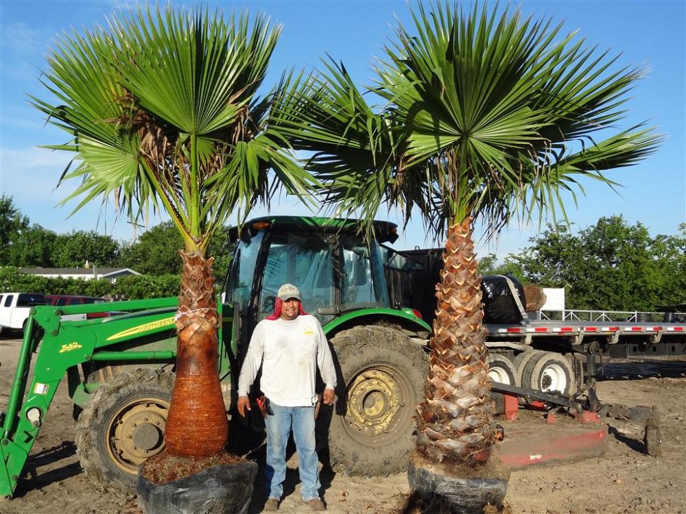 washingtonia-robusta-washington-palm-mexican-fan-palm