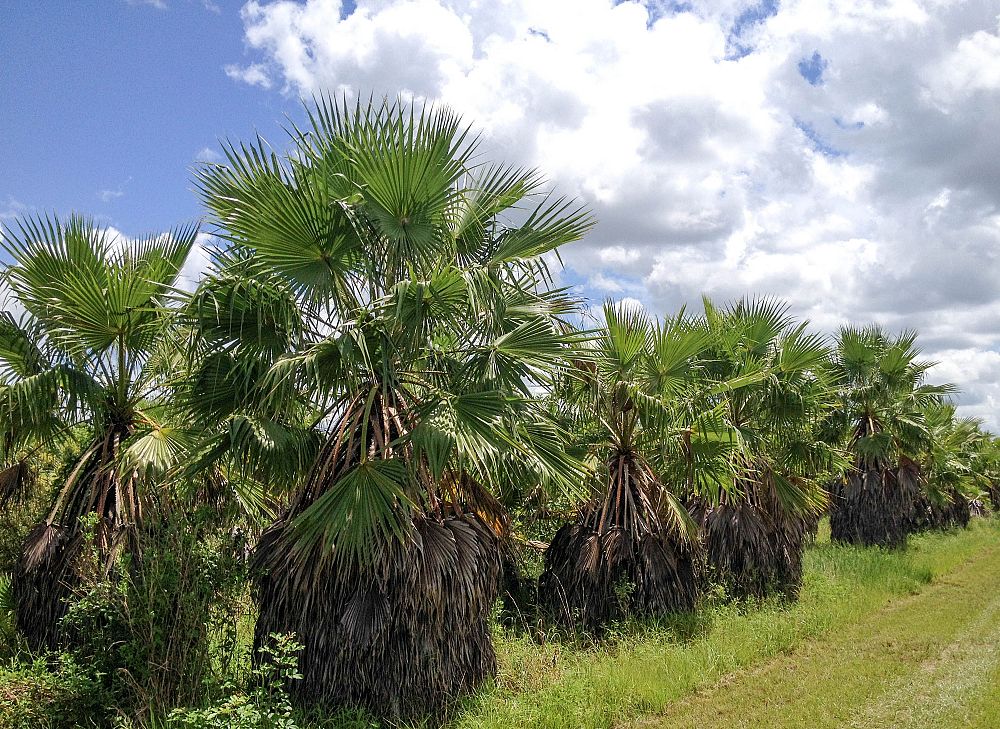 washingtonia-robusta-washington-palm-mexican-fan-palm