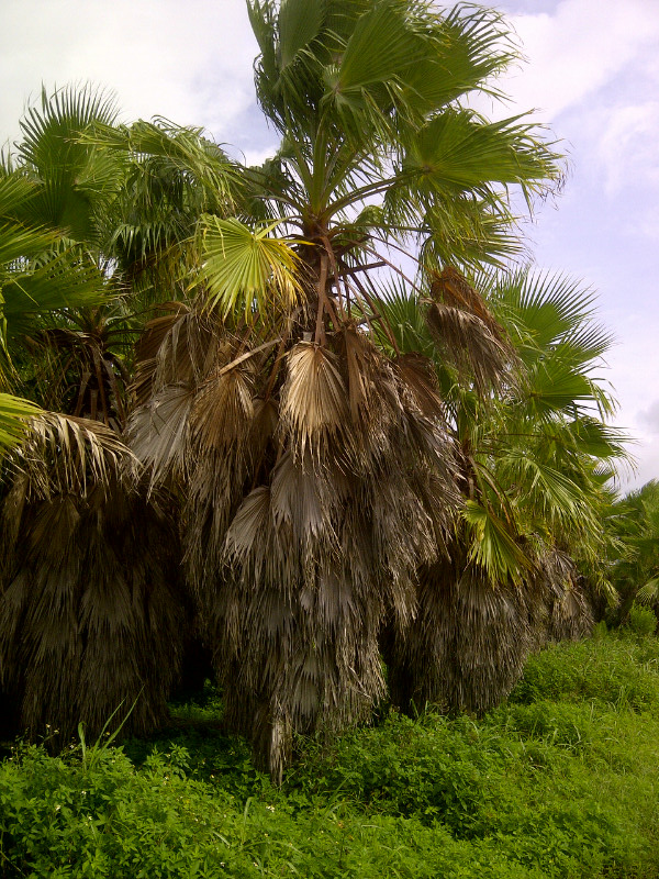 washingtonia-robusta-washington-palm-mexican-fan-palm