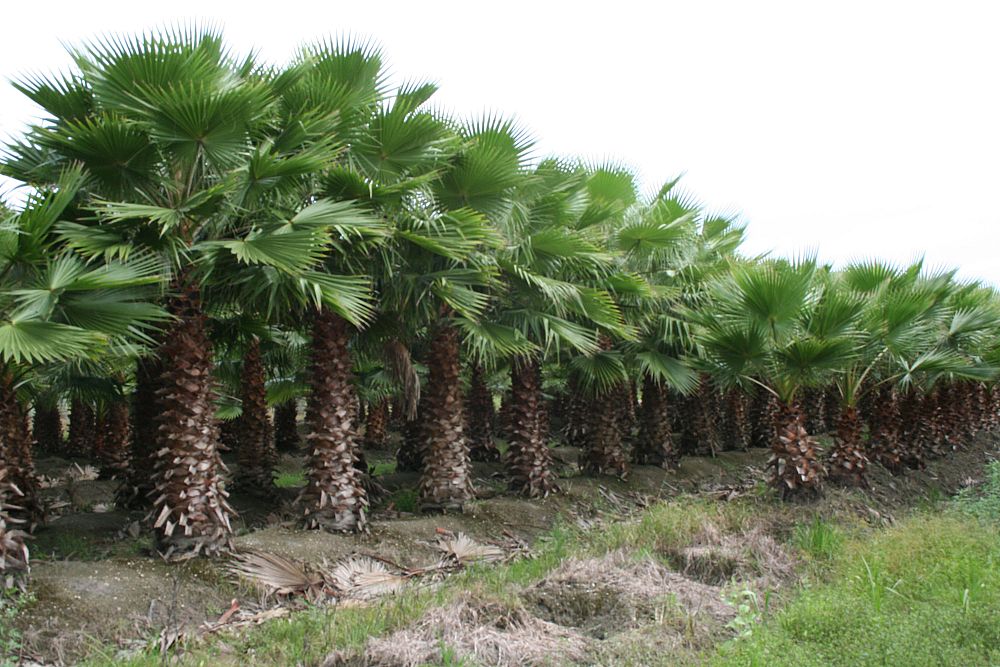 Florida Tree Farms, Inc.