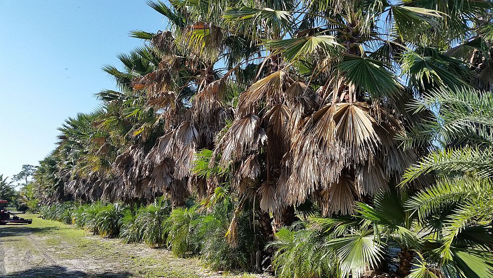 washingtonia-robusta-washington-palm-mexican-fan-palm