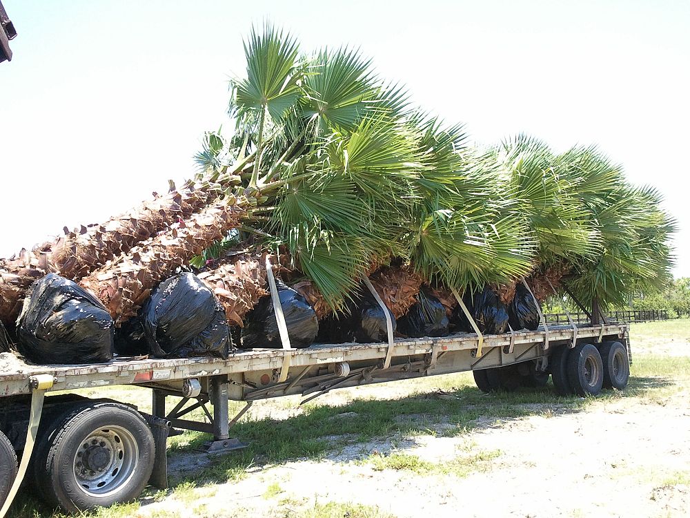 washingtonia-robusta-washington-palm-mexican-fan-palm